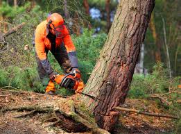 Reliable San Castle, FL  Tree Services Solutions