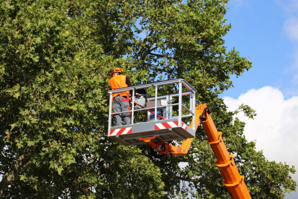 Best Root Management and Removal  in San Castle, FL