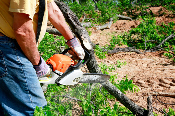 Best Tree and Shrub Care  in San Castle, FL